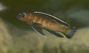 Chindongo sp. 'elongatus mbenji brown'